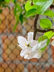 Blooming apple tree in the spring garden, close-up. White flowers of an apple tree on a tree, background. Spring background of apple tree with white flowers.