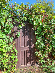 An old door surrounded on all sides by grape leaves