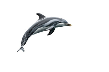 Obraz premium Leaping Dolphin isolated on white background