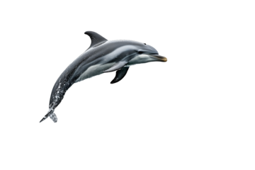 Leaping Dolphin isolated on white background
