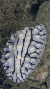 Four doris nudibranchs are grouped together in a mesmerizing underwater ballet. These sea slugs reveal their unique striped patterns and vibrant colors amidst the coral reef.