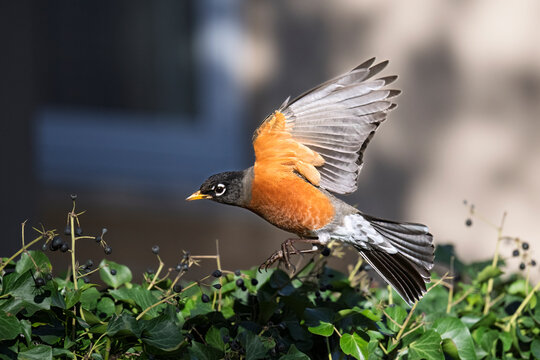 American robin in mid flight above green foliage and berries