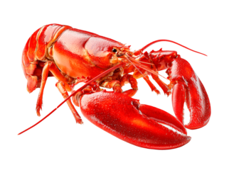 Freshly cooked red lobster isolated on transparent background.