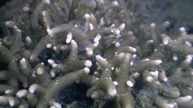 Observe the banded coral shrimp Stenopus hispidus, also known as the cleaner shrimp, in its natural habitat. The shrimp crawls amongst coral in the underwater world of the Philippines.