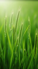 Naklejka premium Detailed close-up view of vibrant green grass stems standing upright in a lush field, illuminated by soft natural light, symbolizing nature, growth, blade, vibrant