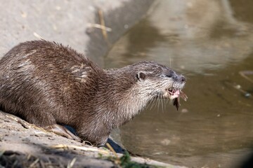 Close up of an Asian small clawed otter (amblonyx cinerea) eating a fish