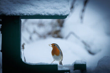 A European robin (Erithacus rubecula) perched on a snow-covered green bird feeder in a winter garden