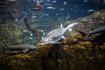 Grey sturgeon fish swimming above rocks in fresh water aquarium environment