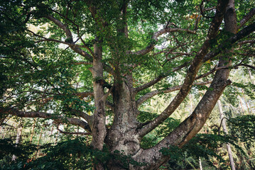 Obraz premium Spreading branches of a beech tree in Dziemiany commune, Kashubia region of Poland