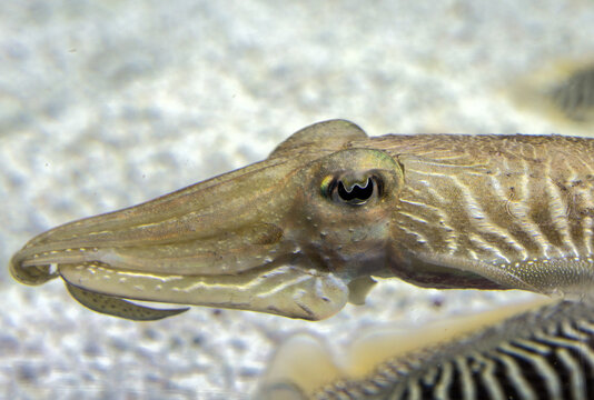 Close up of cuttlefish head in aquarium