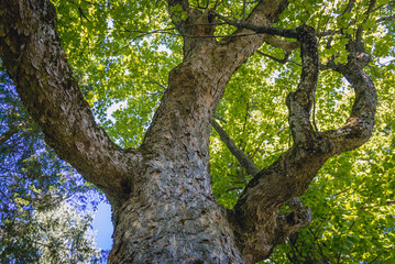 Deciduous tree in place of former Orthodox Church in Wolosate village in Western Bieszczady Mountains in Poland
