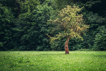 Single tree on a meadow in Mnikowska Valley nature reserve in Lesser Poland Voivodeship in Poland