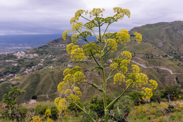 Yellow wild fennel flowers blooming in Castelmola town, Sicily Island, Italy