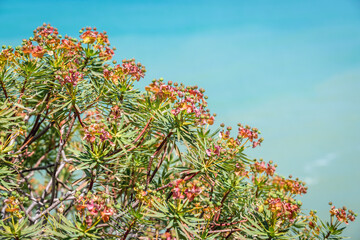 Euphorbia plant on a slope of Rocca di Cefalu rock massif in Cefalu city and comune on the Tyrrhenian coast of Sicily, Italy