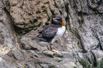 Atlantic puffin in Oceanario de Lisboa in Lisbon, Portugal