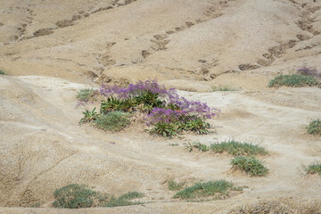 Halophyte plants in Vulcanii Noroiosi Paclele Mari - Berca Mud Volcanoes geological and botanical reservation in Scortoasa commune, Romania