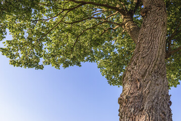 Low angle shot of a maple tree trunk and green foliage in Walcz County in West Pomerania region of Poland