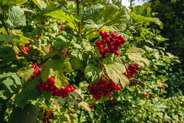 Guelder rose in Narew National Park in Kurowo village, Podlaskie Voivodeship of northe eastern Poland