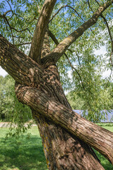 Willow tree in Narew National Park in Kurowo village, Podlaskie Voivodeship of northe eastern Poland