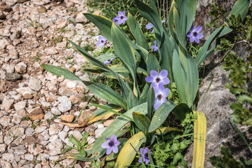 Anemone coronaria in Kadisha Valley also called Holy Valley in North Governorate of Lebanon