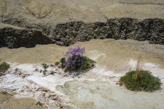 Halophyte plants in Vulcanii Noroiosi Paclele Mari - Berca Mud Volcanoes geological and botanical reservation in Scortoasa commune, Romania