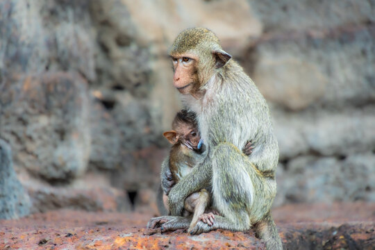Crab-eating macaques at the Phra Prang Sam Yot temple in Lopburi province, Thailand