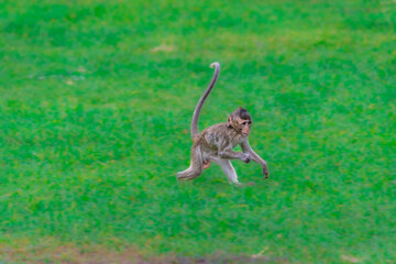 Fototapeta premium Crab-eating macaques at the Phra Prang Sam Yot temple in Lopburi province, Thailand