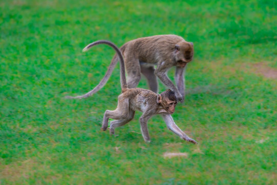Crab-eating macaques at the Phra Prang Sam Yot temple in Lopburi province, Thailand