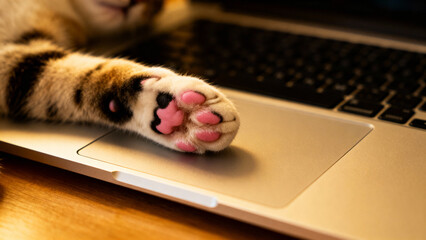 Cat paw on laptop trackpad with pink pads resting softly on device. Cat's paw gently interacts with laptop as if using the computer, showcasing playful feline behavior.