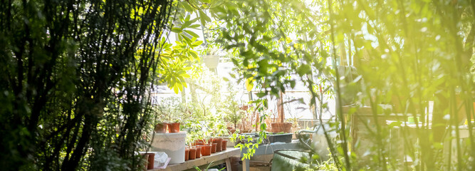 Flower pots in a rustic greenhouse setting. Sunny, soft summer light. Stylish country landscape. Plant care banner.