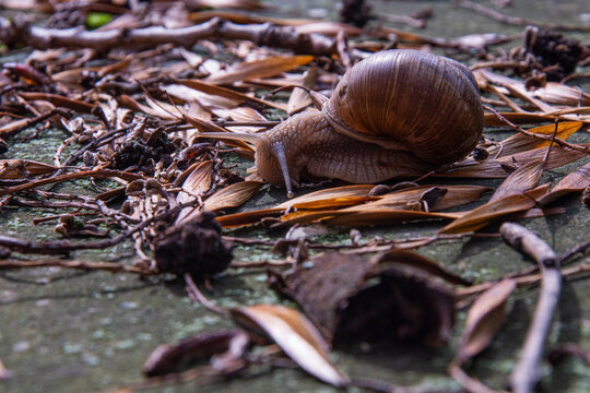 snail on leaf