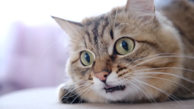 Serious cat carefully watching something, staring with intense. Face expression would changing across various emotions, the cat's pupils dilated. Animal behavior. Shock, surprise. Humor, meme