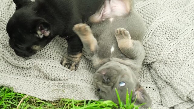 two cute funny multi-colored french bulldog puppies play funny in the summer in the green grass. dogs bite and gnaw on a stick in the park