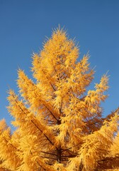 Golden needles cover this tall deciduous conifer set against a clear autumn sky, highlighting the unique seasonal transformation of the forest, Larch, tree, conifer