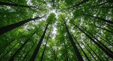 Low angle vertical view of dense green forest canopy and tall tree trunks. Lush natural woodland texture background, Forest, dense, vibrant