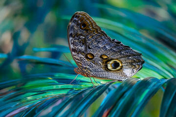 Morpho peleides (papillon)