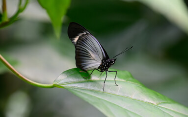 Greta oto (Papillon)