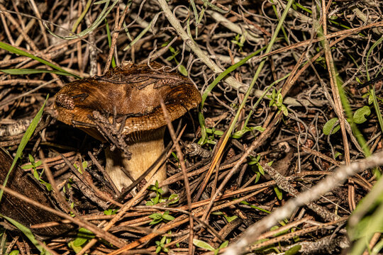 Un hongo todo pasado por recibir tanta lluvia
