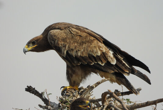 Steppe eagle bird in stealth hunting stance posture