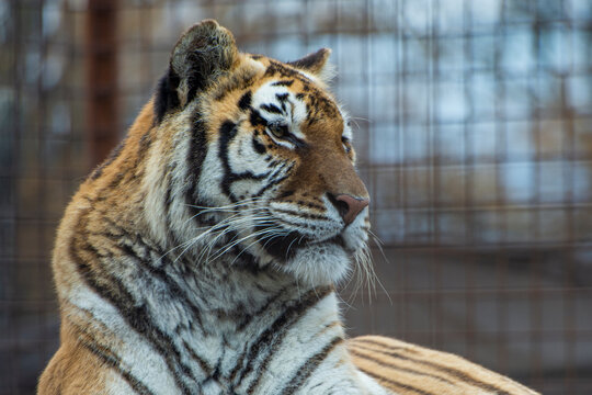 tiger in the zoo