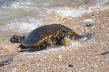 Obraz premium Grumpy green sea turtle basking in the sun at Hookipa beach on Mau.
