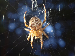 The European garden spider (Araneus diadematus), also known as cross spider or cross orb-weaver, mature female in her web