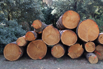 Fototapeta premium Logs stacked together in a forest clearing for environmental or construction purposes