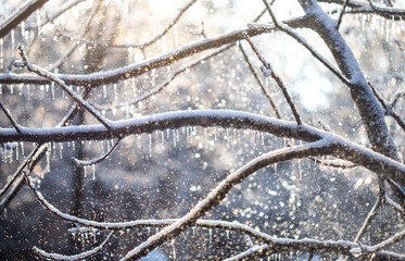 Winter's Delicate Artistry Revealed Through Hoarfrost and Icicles on Tranquil Branches in January's Embrace