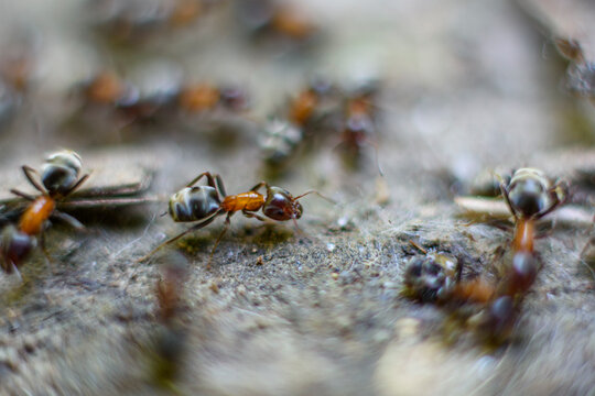red ant on the ground