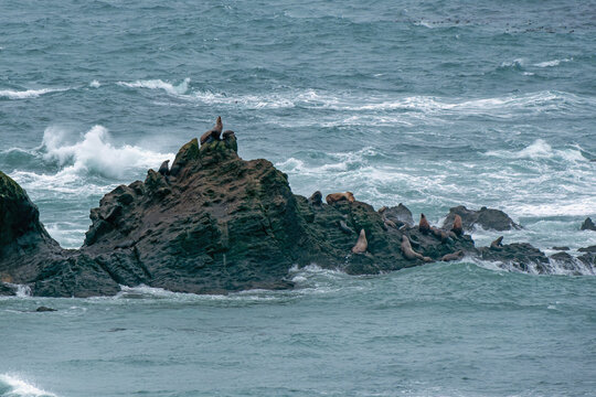 Sea Lion pointing to the sky atop a Simpson Reef formation