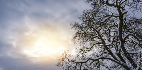 Majestic bare tree branches silhouetted against a dramatic winter sky, with soft sunlight breaking through the clouds, creating a serene and tranquil atmosphere