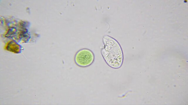 Unicellular microorganism with flagellum moving near cyanobacteria under 2000x brightfield microscopy with immersion oil. Detailed microscopic view with visible cell structure.
