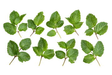 Mint leaf Fresh mint on white background Mint leaves isolated Full depth of field Perfect not AI mint leaf true photo