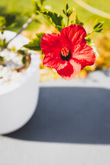 red hibiscus flower in tropical australian backyard garden setting